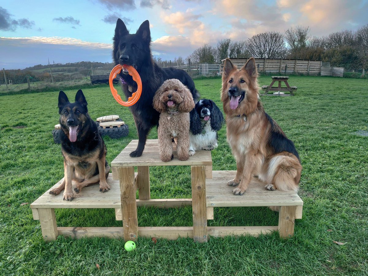 Sunday funday with the gang 💙🐾