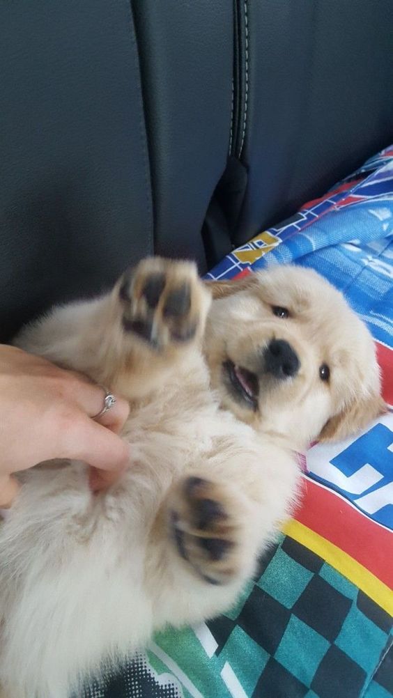 Cuties Puppies (@cutiespuppies) on Twitter photo 