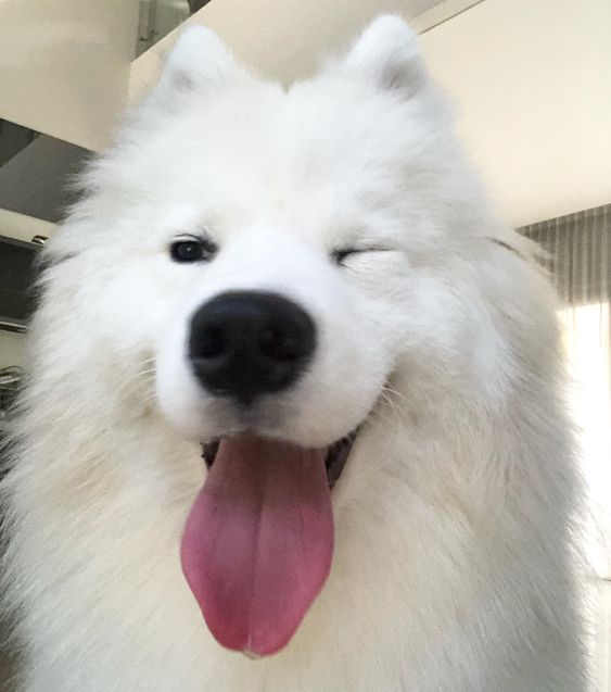 Cuties Puppies tweet media