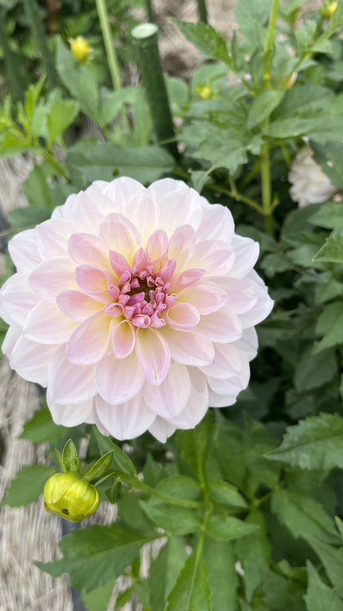 あ៎ず៎ま៎ on X