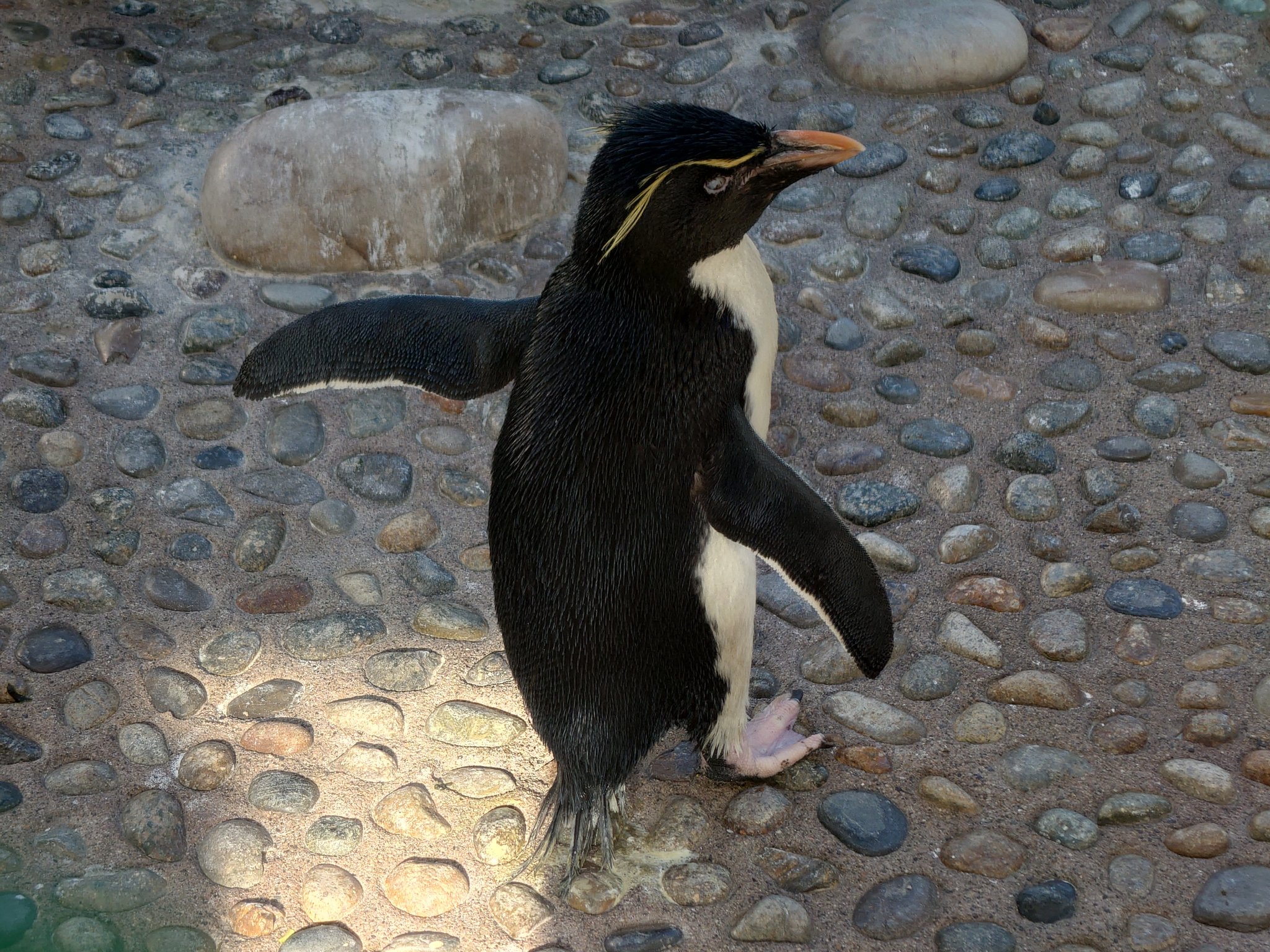 ペンギン様 アドベンチャーワールド 公式 on X