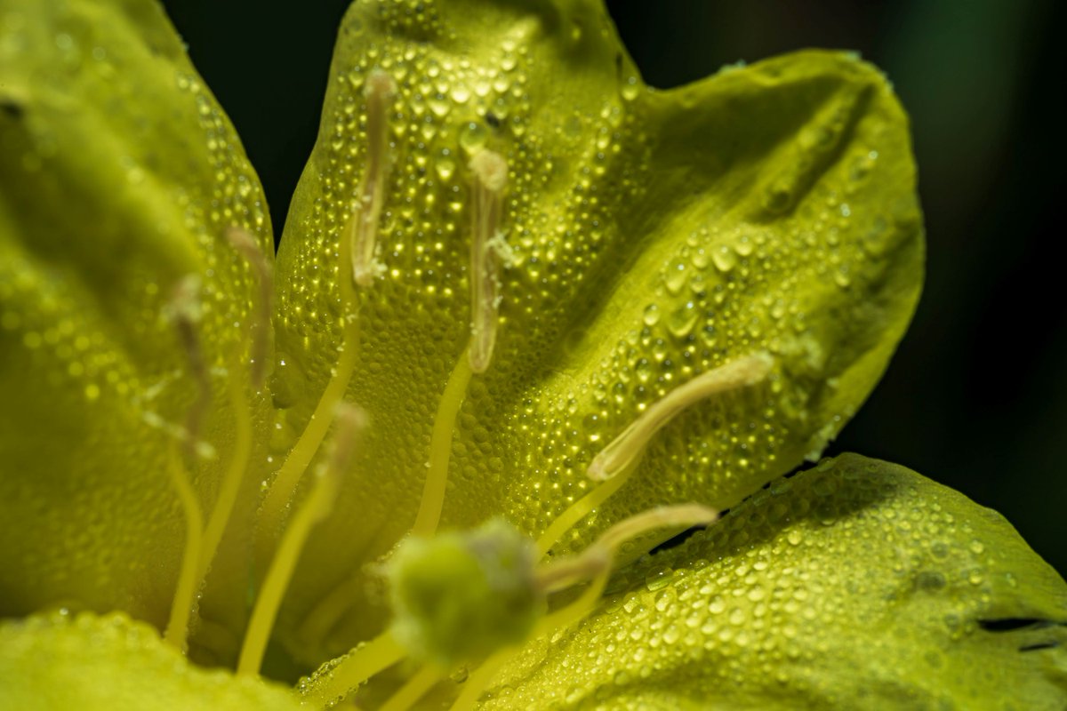 akinscreative's tweet photo. An evening primrose along the trail around Lighthouse Pool at the St. Marks Lighthouse. My curiosity of all which surrounds us drove me to delve into macro photography to explore what we do not see but impacts our lives daily. https://t.co/qWJMVO6CD4
