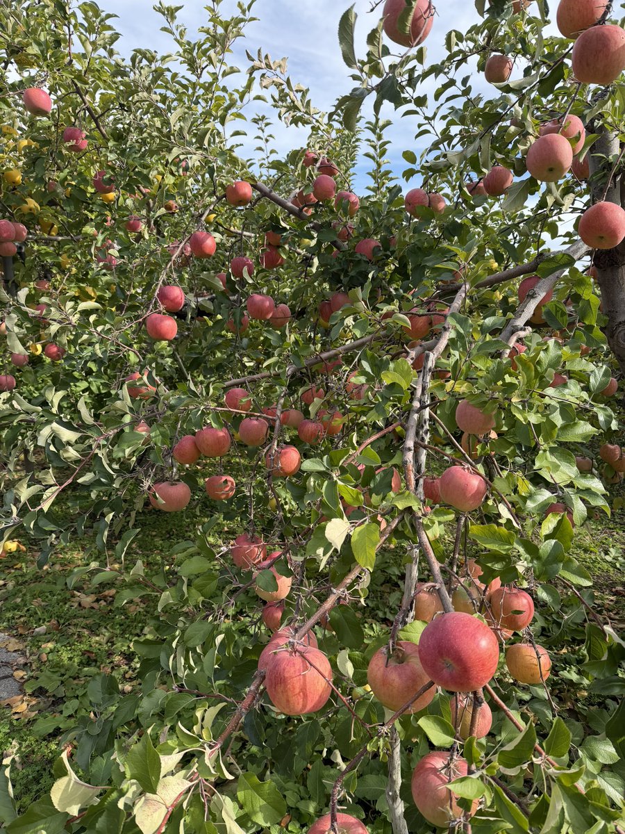 早川みかん (@hayamikanano) / Posts / X