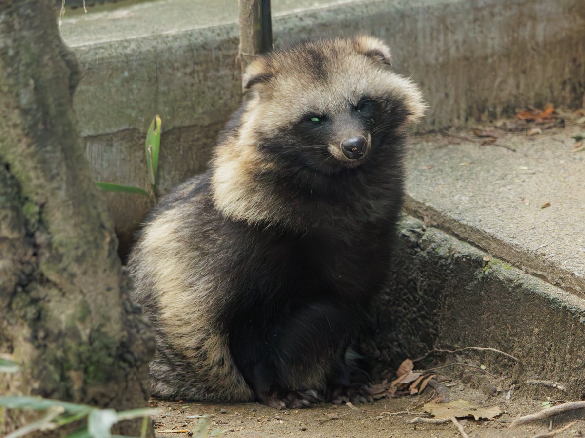 もふみマシマシたぬ。
#八木山動物公園 #ホンドタヌキ