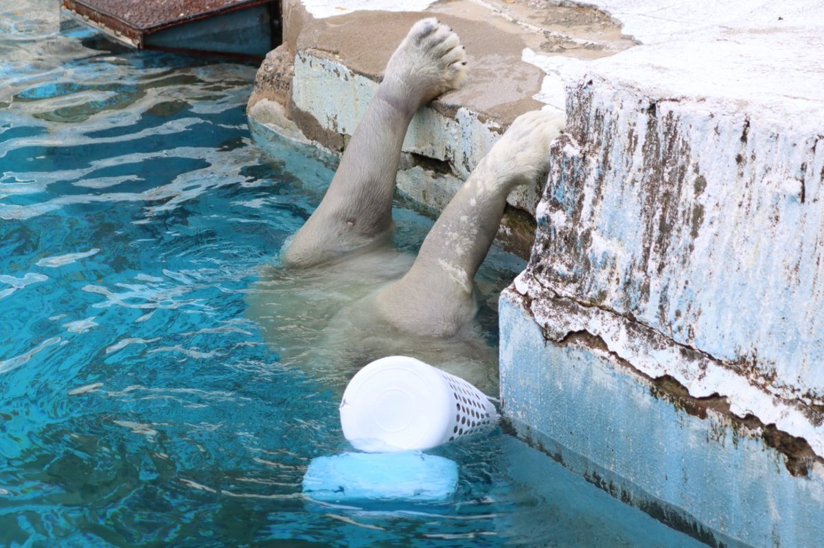 どういう事なんかわからん状態やけど、これがホウという生きものなので。

#天王寺動物園  #ホッキョクグマ  #ホウちゃん