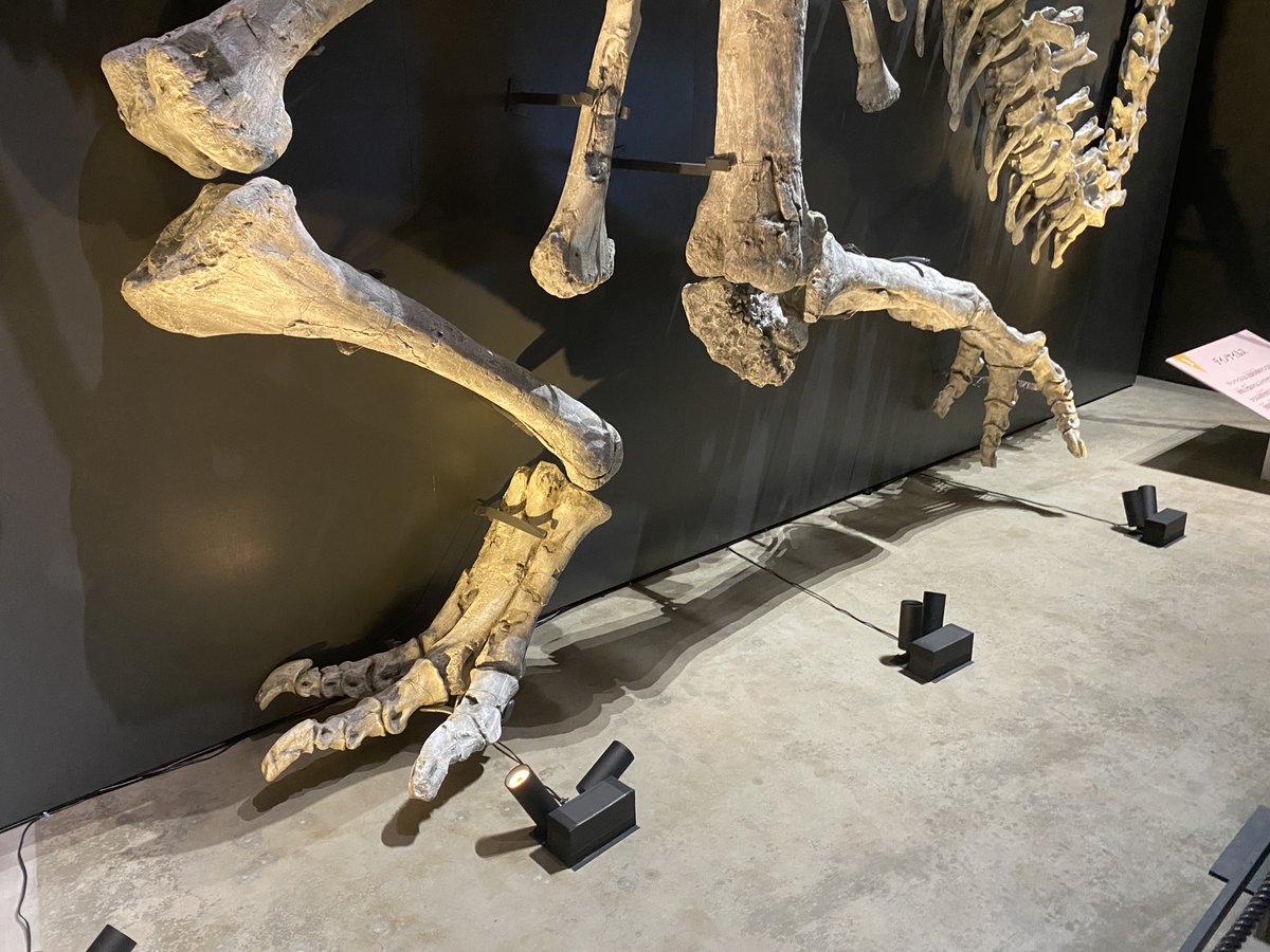 ティラノミムスは系統解析によって、、デイノケイルス科に分類されています。

デイノケイルス科は高速走行ではなく、大型化の進化を遂げたグループとされています。

代表的な種であるデイノケイルスは、全長が10mを超える非常に大型な恐竜です。