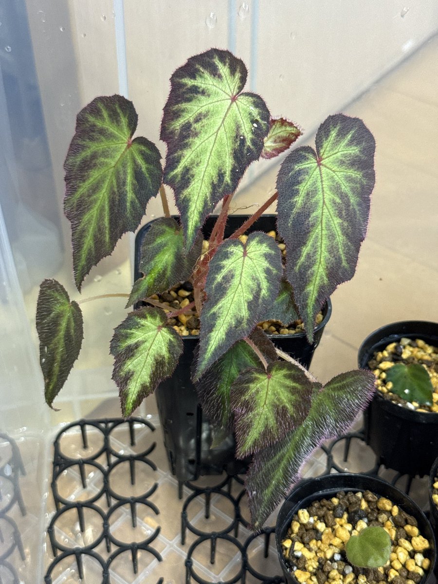 Begonia sp. Sumatera Utara