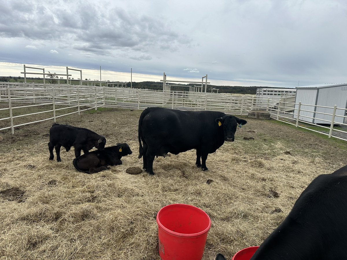 Check out the size of these Momma Cows, young. 
Ladies and Gents I present you the GeneX > Top American, not Argentinian, Brazilian etc cattle 
At the additional new property (The main Independence Ark hub) this is the Herd I will establish starting in couple of months 🫡