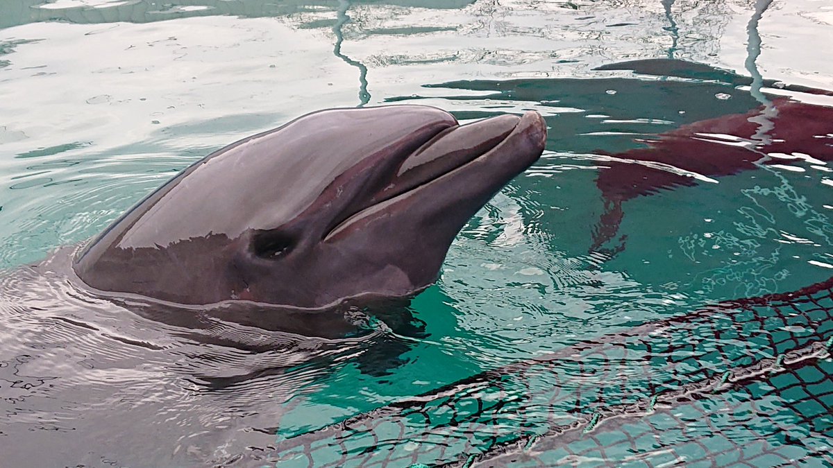 イルカ mori3 on X