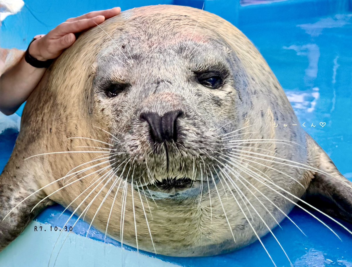 あさま確認ページ♡ an/アン】セーラーカラー/ 襟付き/ セットアップ/ ノースリーブ