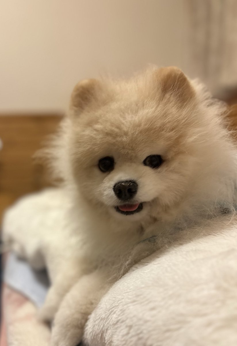 ポメラニアンのトーマ (@toma1118suu) / Posts / X