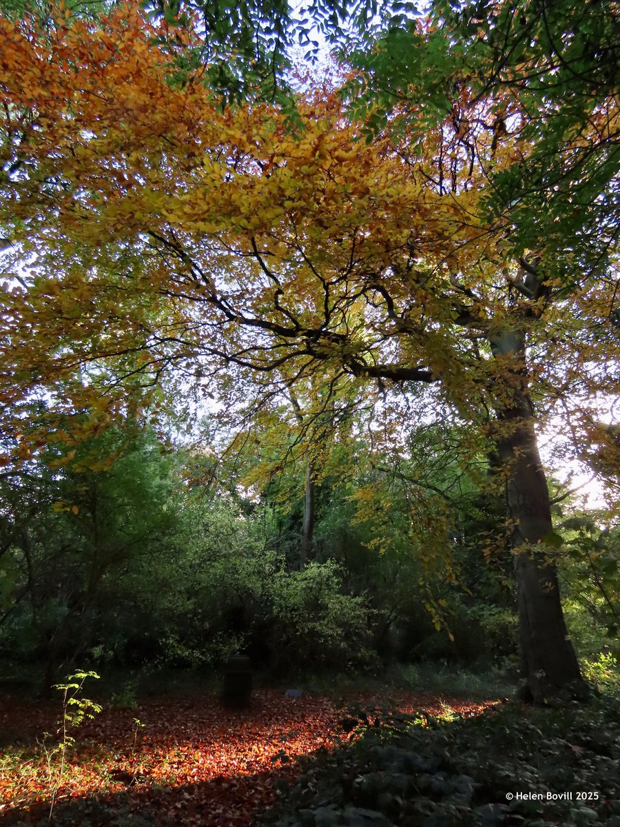 Helen Bovill tweet media