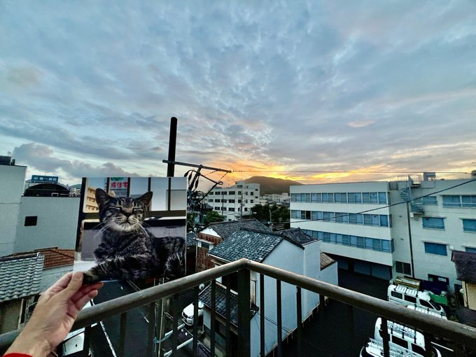 fight1960's tweet photo. 11/2

秋の夕陽はつるべ落とし

この時期の夕陽がとても好きで
夕映えの 夕刻ともなると
ファイトを連れて よく屋上に来ていたね

#egpa の 歩行困難により
今は窓から眺めることになってしまった夕焼けだけど
必ずファイトの写真と一緒に
夕映えの #逢魔が時 を楽しんでいるよ

#egpaに負けない https://t.co/zDCA4FBEPk