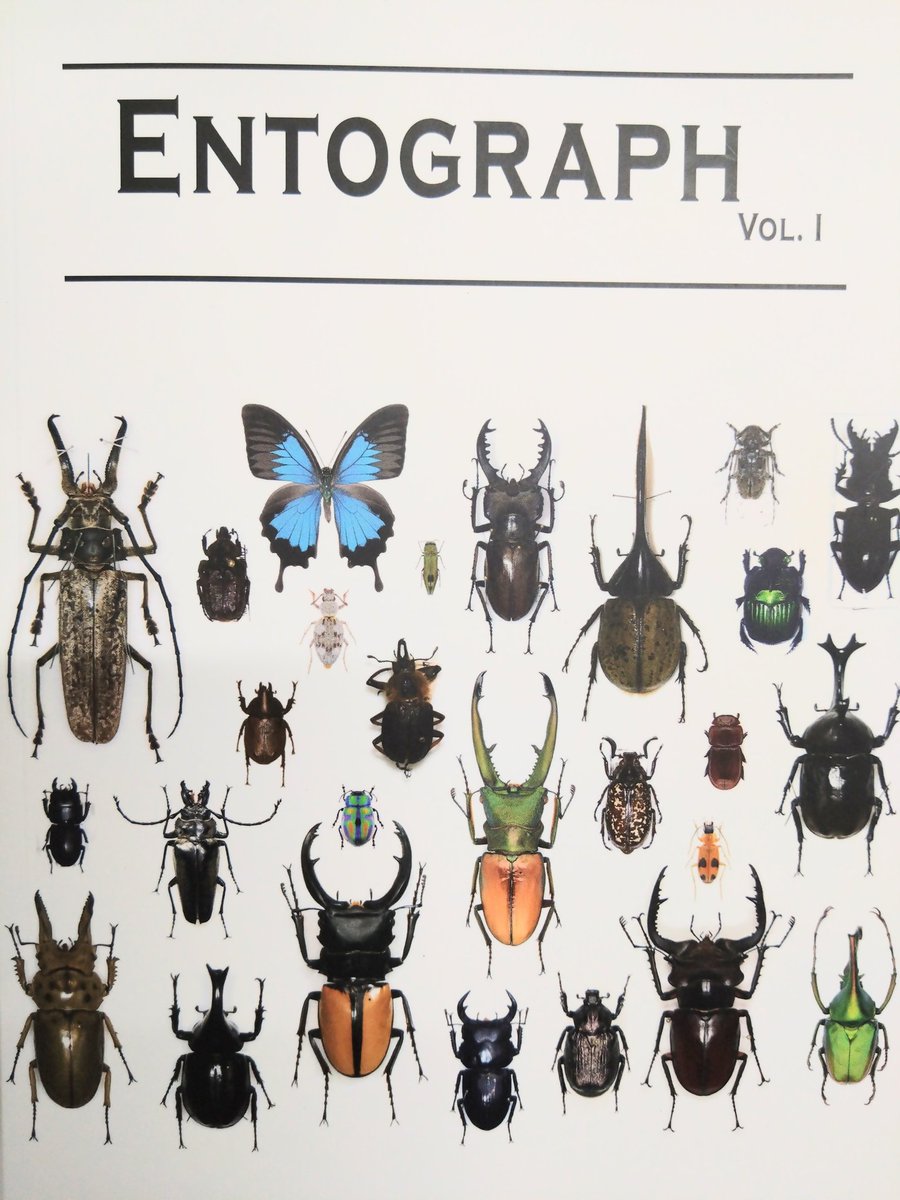 金色の花と昆虫の鍔 古金工 菊花透鍔/鐔