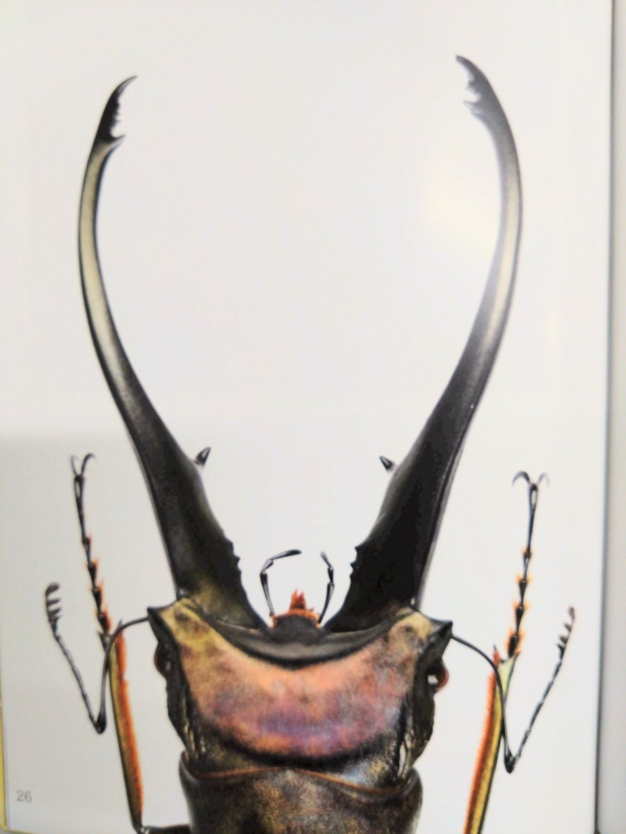 ジャン＝エミール・ラボルール 昆虫学者 (L' Entomologiste) ジャン＝エミール・ラボルール 昆虫学者 (L' Entomologiste