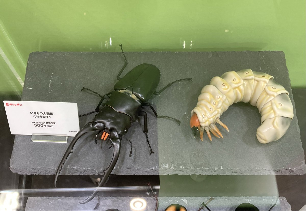 ぽちょむ Zumba Out Loud Boxy Top With Side Slits – Zumba Wear | STRONG iD