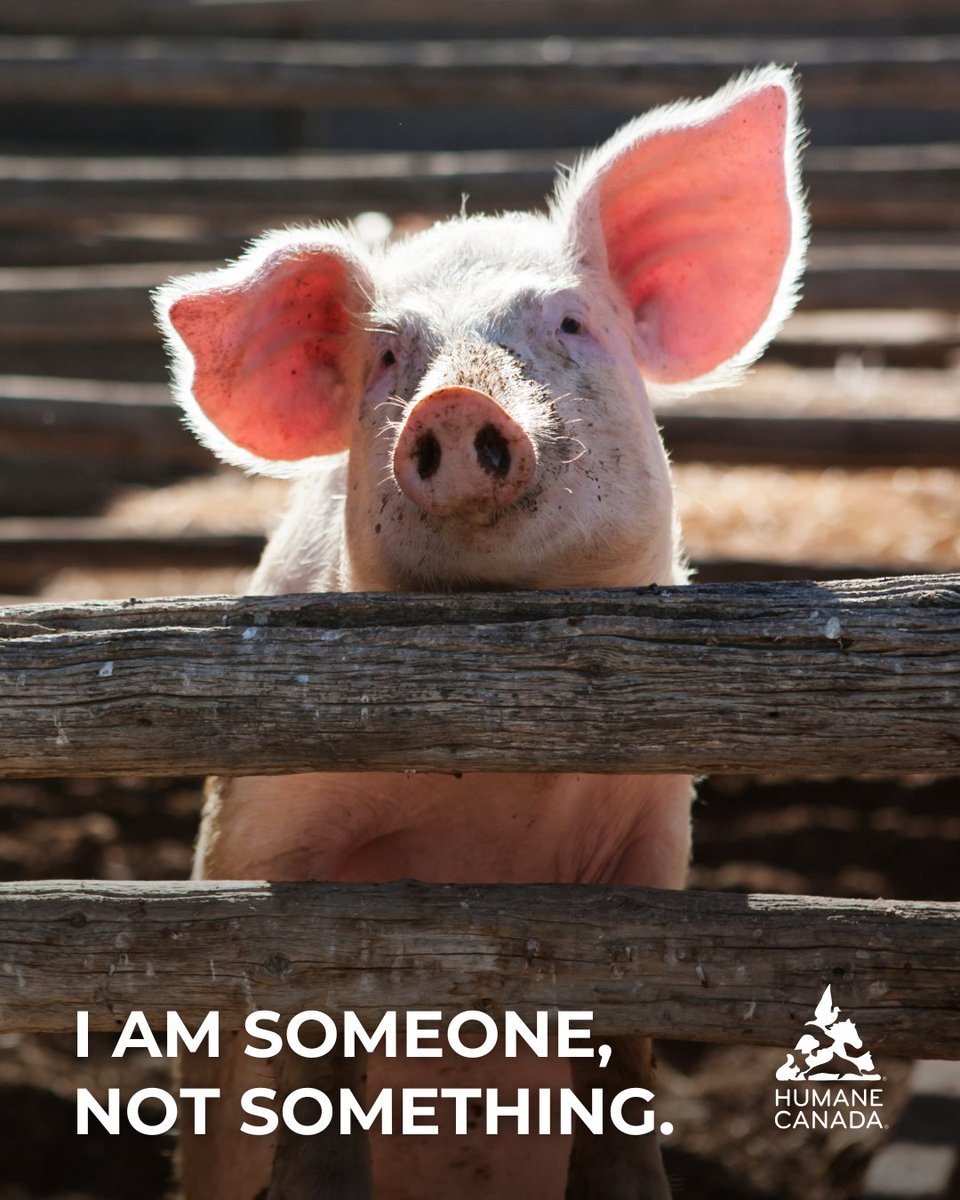 HumaneCanada's tweet photo. Pigs are intelligent, emotional, and deeply social beings who deserve compassion and respect — not cruelty or confinement.

Every choice we make can help create a kinder world for them. 💗

#choosecompassion #endanimalcruelty #animalwelfare #bekindtoallkinds #humanecanada https://t.co/JfEuhTZm8U