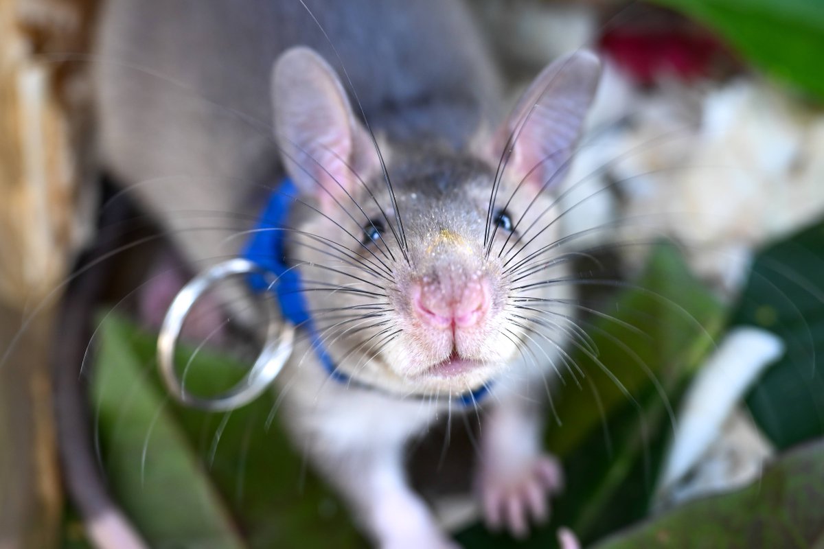 herorats's tweet image. Not everyone loves rats — until they discover ours.
Gentle, intelligent, and trained to save lives, APOPO’s HeroRATs use their sense of smell to find landmines and detect TB. When you see what they do, it’s hard not to love them.
#APOPO #HeroRATs #ScienceForGood #ratsareawesome