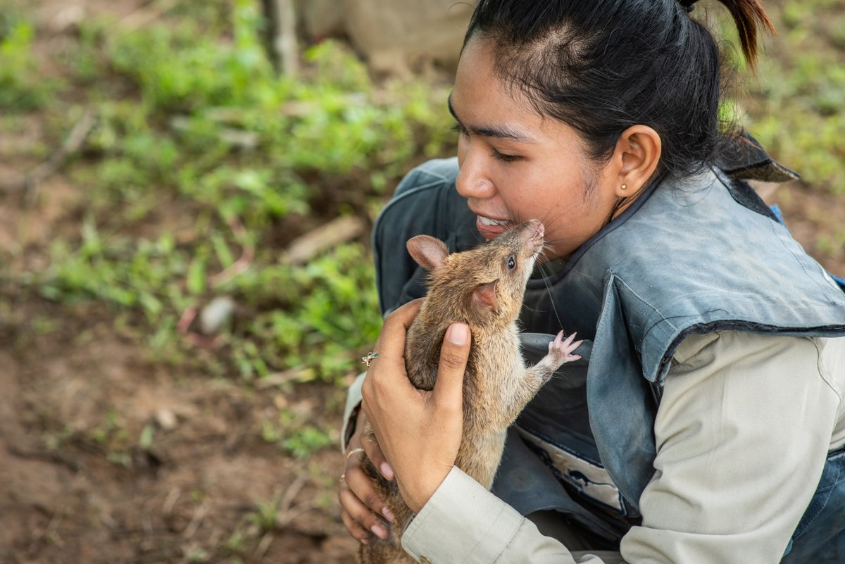 herorats's tweet image. Not everyone loves rats — until they discover ours.
Gentle, intelligent, and trained to save lives, APOPO’s HeroRATs use their sense of smell to find landmines and detect TB. When you see what they do, it’s hard not to love them.
#APOPO #HeroRATs #ScienceForGood #ratsareawesome