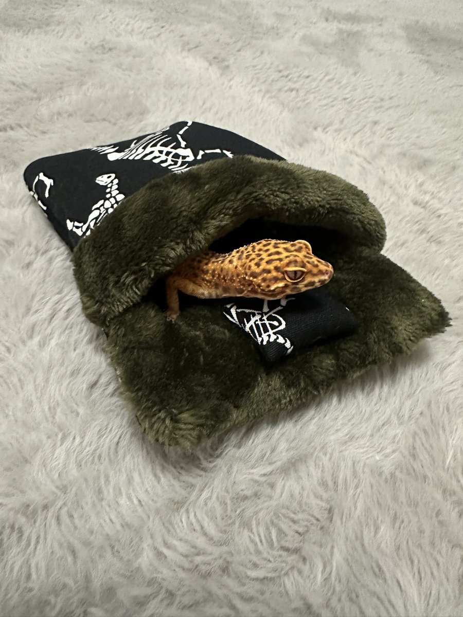 パピヨン様 セゾンドパピヨン SAISON DE PAPILLON ツータックフルレングス