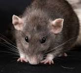 La tarea  es sacar a esta sabandija rastrera de circulación    <a href="/luisratti_ve/">LUIS RATTI</a>  es una basura  de la sociedad