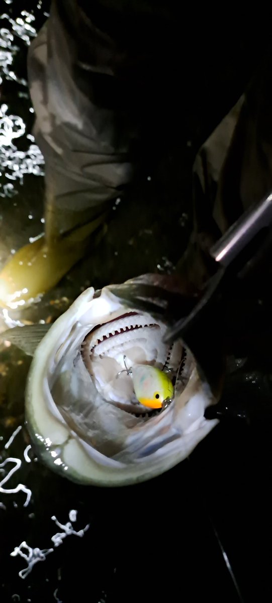 Channel s fish 6'0\" 手渡し Channel Islands fish 6'0