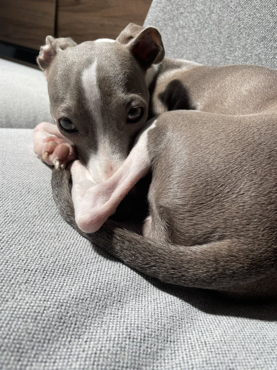 今日の犬っころ

日向ぼっこすきすぎるやろ！

#親バカ
#イタグレ