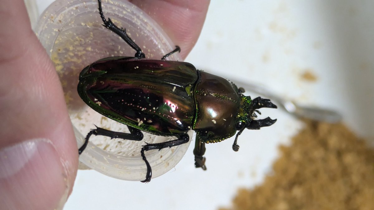 エサ変えるだけのつもりだったけど。。。
昔の感覚なら、底に山程あると思ってたのに、しょぼかった😂
一度休憩してもらって、続きを🙏