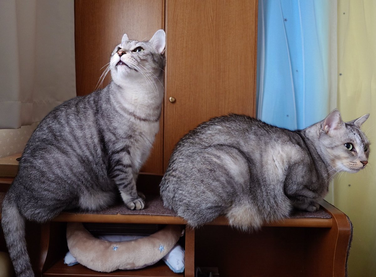 にゃんにゃん mofusand にゃんこ肉まんBIGぬいぐるみ | 商品紹介 | 株式会社パレード