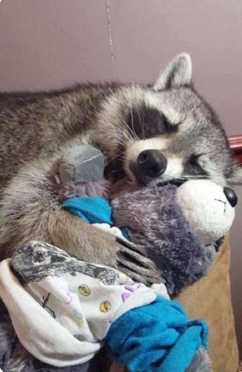 raccoon with confusing auras (@raccoonauras) on Twitter photo 
