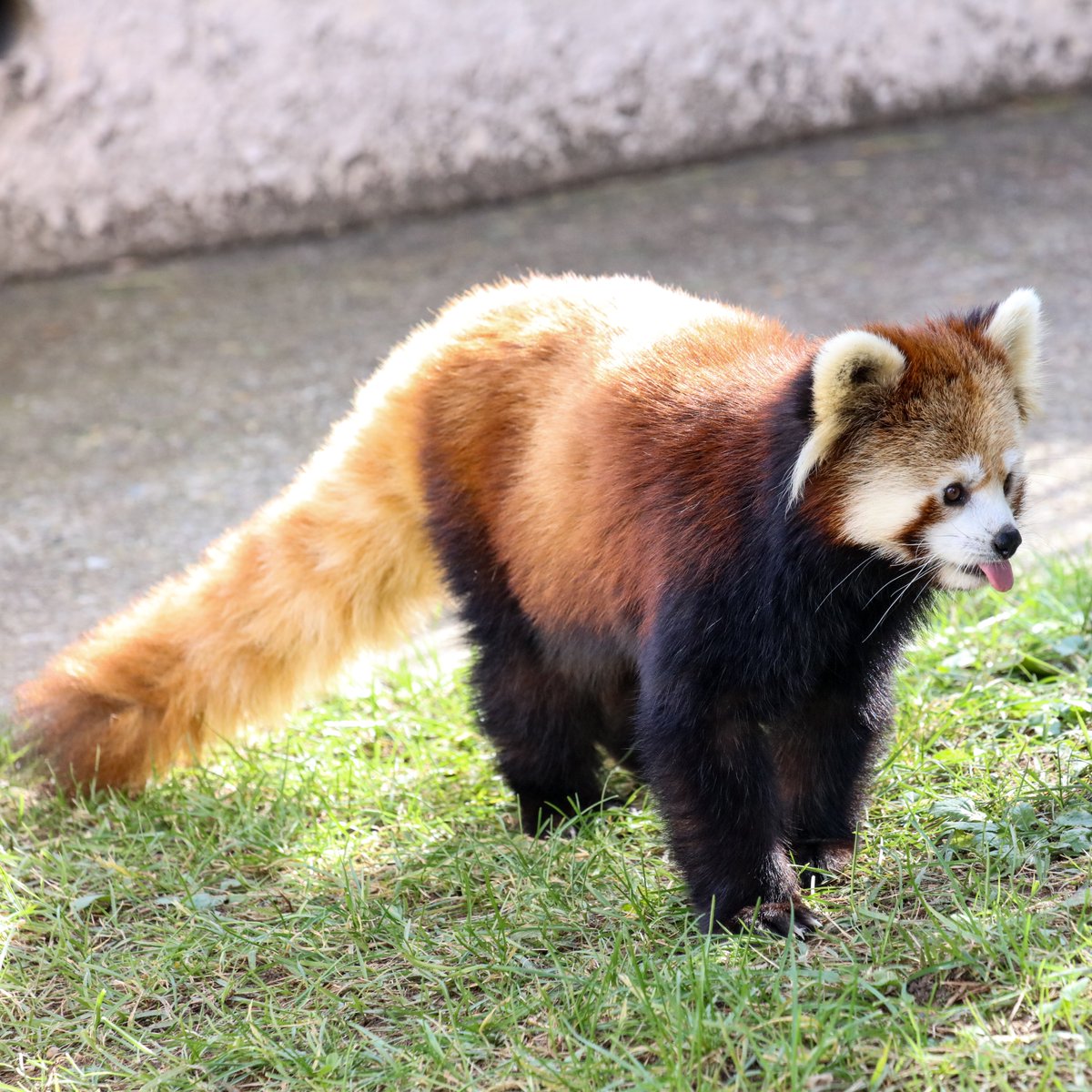おさかなさん おさかなさん on X