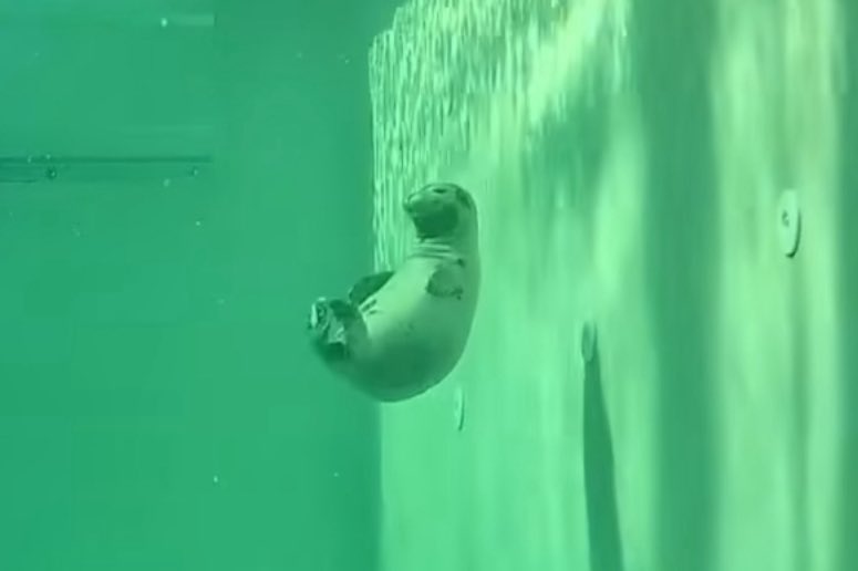 あさねこ様 あさねこ◇RWqNwf0x9I on X