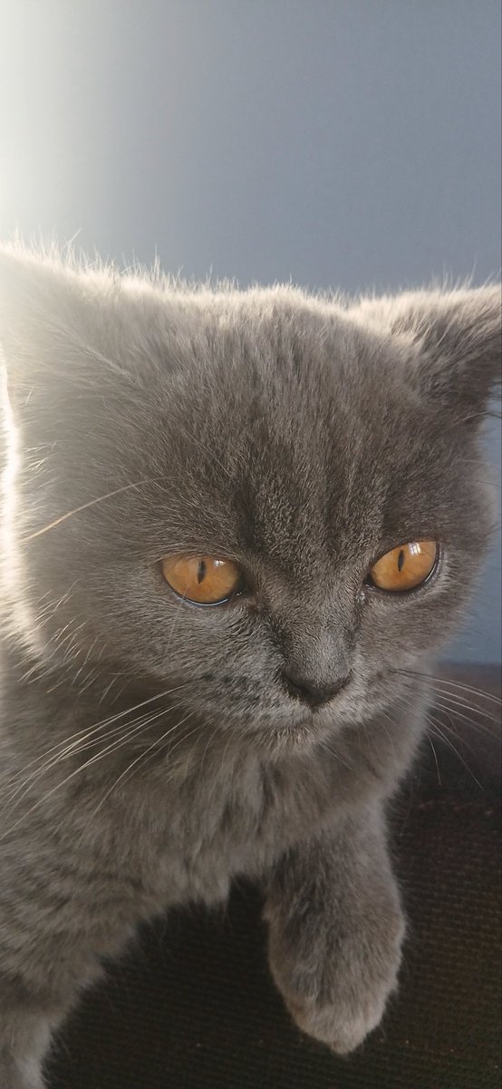 Bir kaç saatliğine dışarı çıktım,  geldim baktım ki Rindê' m ağlıyor 😔