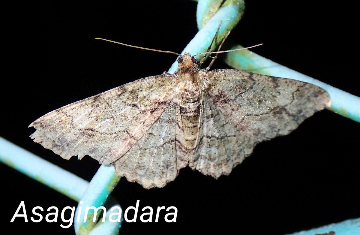 浅黄斑蝶🔰 on X