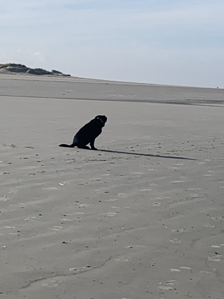 Heerlijke wandeling gemaakt bos/duinen/strand/paal5 op #Schiermonnikoog #11000 stappen ☺️ #Coco 🐕‍🦺
