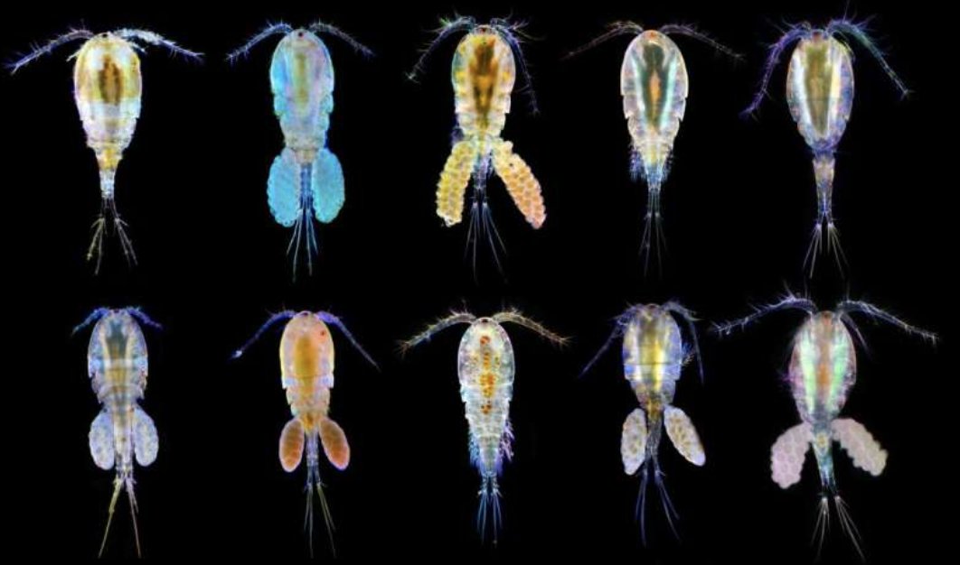 エピジェネティックによる進化！
  
｢プランクトンは遺伝子のオン・オフで気候変動に適応｣
PNAS
 
･ DNA変化だけでなく、エピジェネティックによる遺伝子のオン・オフ（DNAメチル化など）で気候変動に対応
･ 温暖化する海洋のストレスに対してより強靭である可能性
 
phys.org/news/2025-07-m…