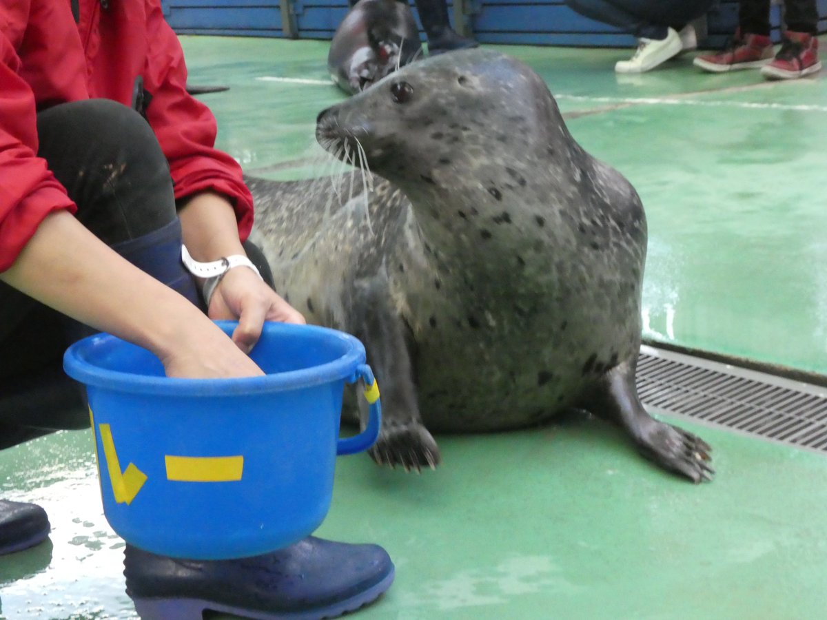 おきくらげ on X