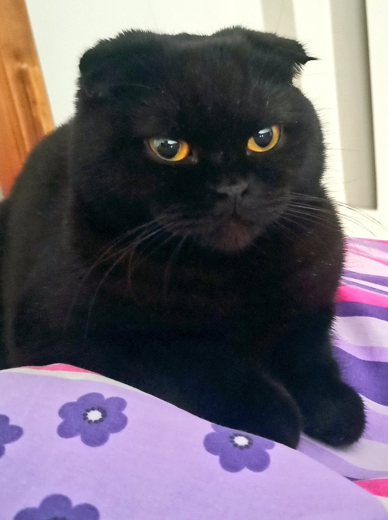 Şimdi bakınca sanki yatalak hastası ölsün de mirasına konalım bakışları atan gelin gibi bakıyormuş bana sjsjsjsj