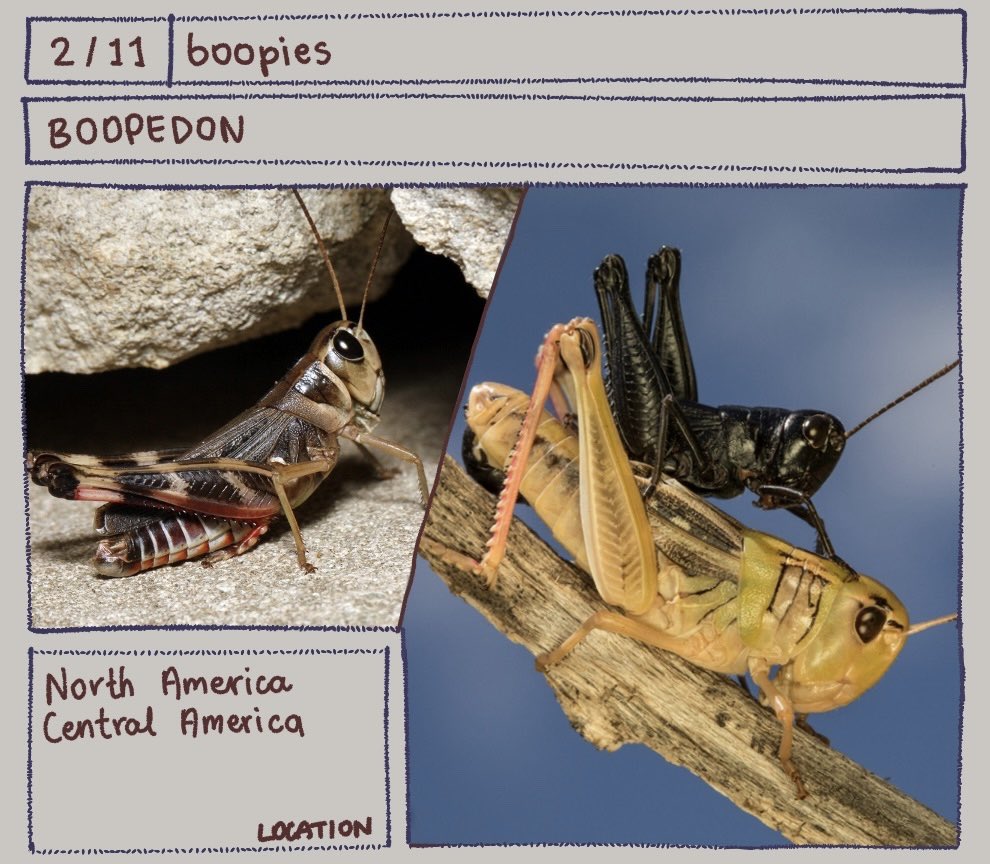 tundrune's tweet photo. Bug of the day
Boopedon https://t.co/tIT9v9vNzP