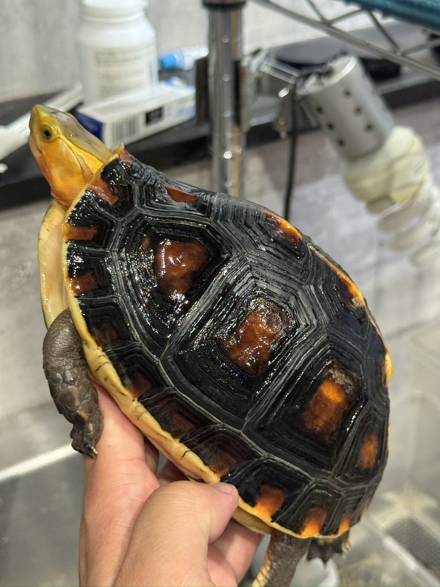 かめちゃん様 確認用 かめちゃん様確認用 かめちゃん様確認用 かめかめ様 リクエスト 6点