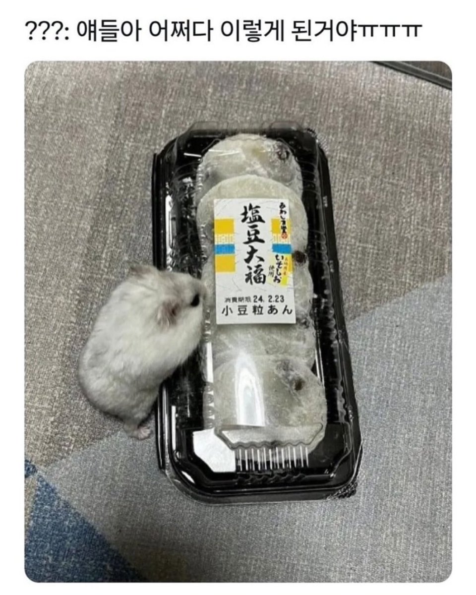 bback_it_up's tweet image. 찹쌀떡 햄스터