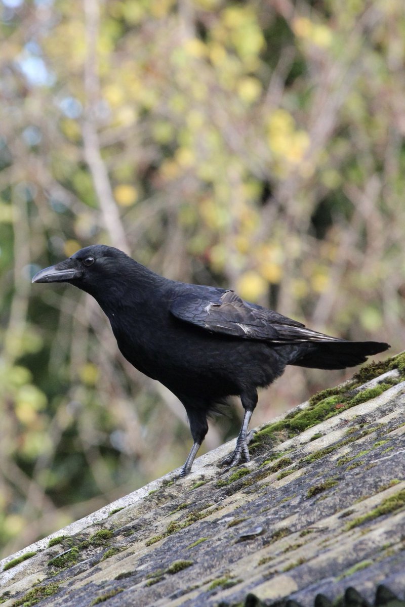 Boo’s Garden (@boosgarden43) on Twitter photo 