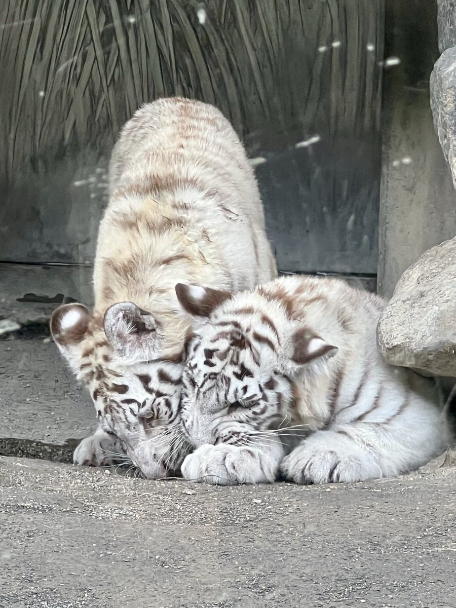 mikoページ Hatsune Miku Happy 16th Birthday ver. 1/7 Figure Good Smile
