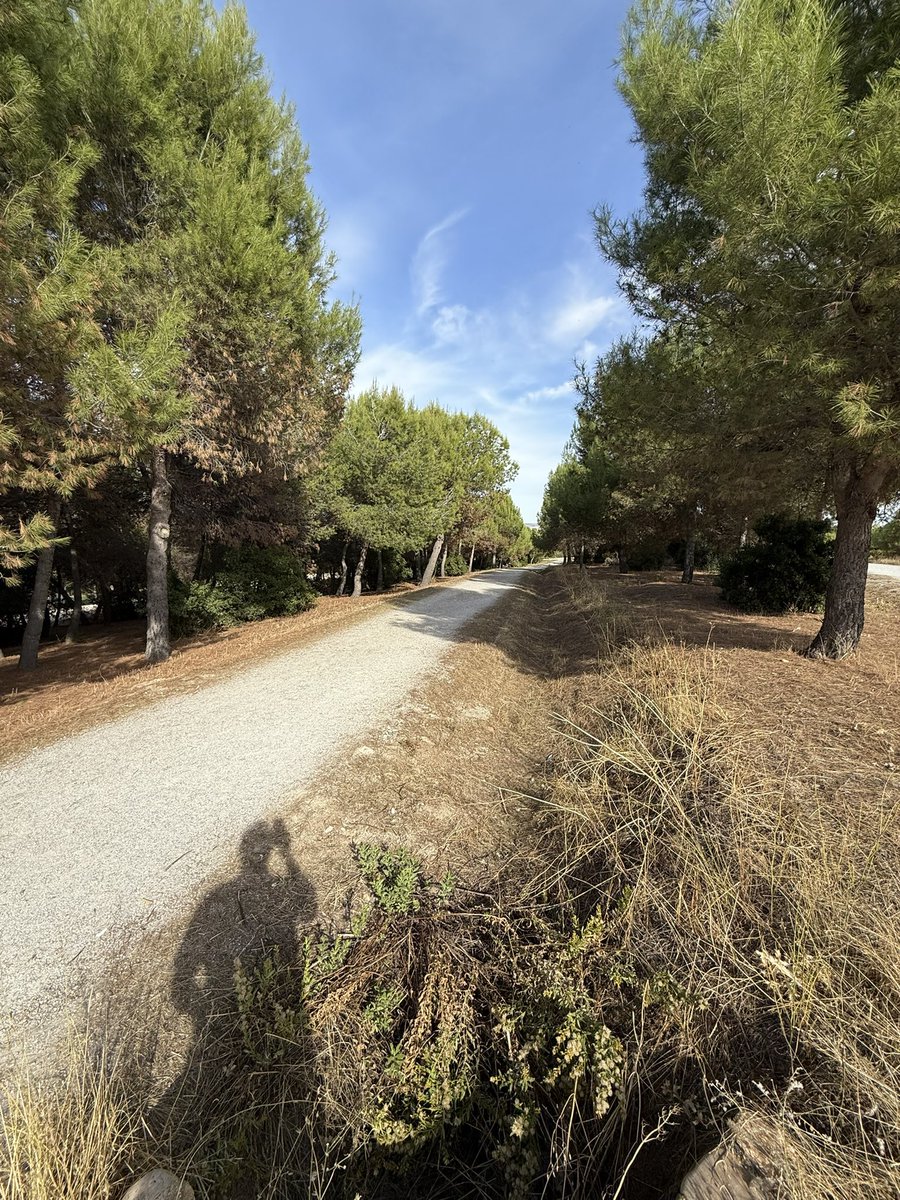 Precioso paseo de otoño por el Parque de Valdebebas en manga corta en noviembre 

I ❤️ Madrid