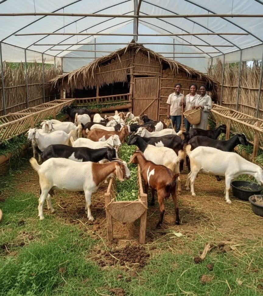 Agronomme_'s tweet photo. Signs You’re Overfeeding or Underfeeding Goats

One of the biggest challenges in goat farming is finding the right feeding balance. When goats are not fed properly, their health, growth, reproduction, and milk production are affected. Observing their body condition and behavior can help you know if they are getting too much or too little feed.

When goats are overfed, especially on grains and concentrates, they start gaining excess weight. You may notice fat deposits around the tail head, ribs, and brisket. They often become less active because of the extra weight, and in many cases they experience bloating or diarrhea due to digestive imbalance. Overfeeding pregnant does can lead to metabolic disorders like pregnancy toxemia, making kidding difficult and risky. Another subtle sign is wasted feed in the trough, meaning they are given more than they can finish.

On the other hand, underfeeding goats is just as harmful. Goats lacking adequate nutrition become visibly thin and weak. Their ribs and spine start to show, and their sides appear sunken. Their coat turns dull, dry, and rough, sometimes shedding when it's not seasonal shedding time. Does that are producing milk will show a sharp drop in milk output because their bodies cannot support production without proper energy and nutrients. Kids grow slowly, appear weak, and may struggle to keep up with others. Underfed goats also appear restless and constantly search for food or chew anything they find, showing hunger and nutritional stress.

The key to healthy goats is balancing roughage such as grass, browse, and hay with the right amount of concentrates. Clean drinking water and free-choice mineral supplements are equally important. Feeding should always be adjusted based on the goat’s age, production stage, and body condition. Milking does, kids, and pregnant goats need higher nutrition than mature non-lactating animals. It’s always better to feed gradually and observe than to make sudden large changes.

A well-designed feeding program not only prevents malnutrition and overfeeding problems but also ensures strong immunity, healthy growth, and high productivity in your herd. Successful goat keeping begins with understanding their nutritional needs and monitoring their body condition regularly.

✍️Follow my WhatsApp channel for more farming tips: https://t.co/5jTvK3fFLq