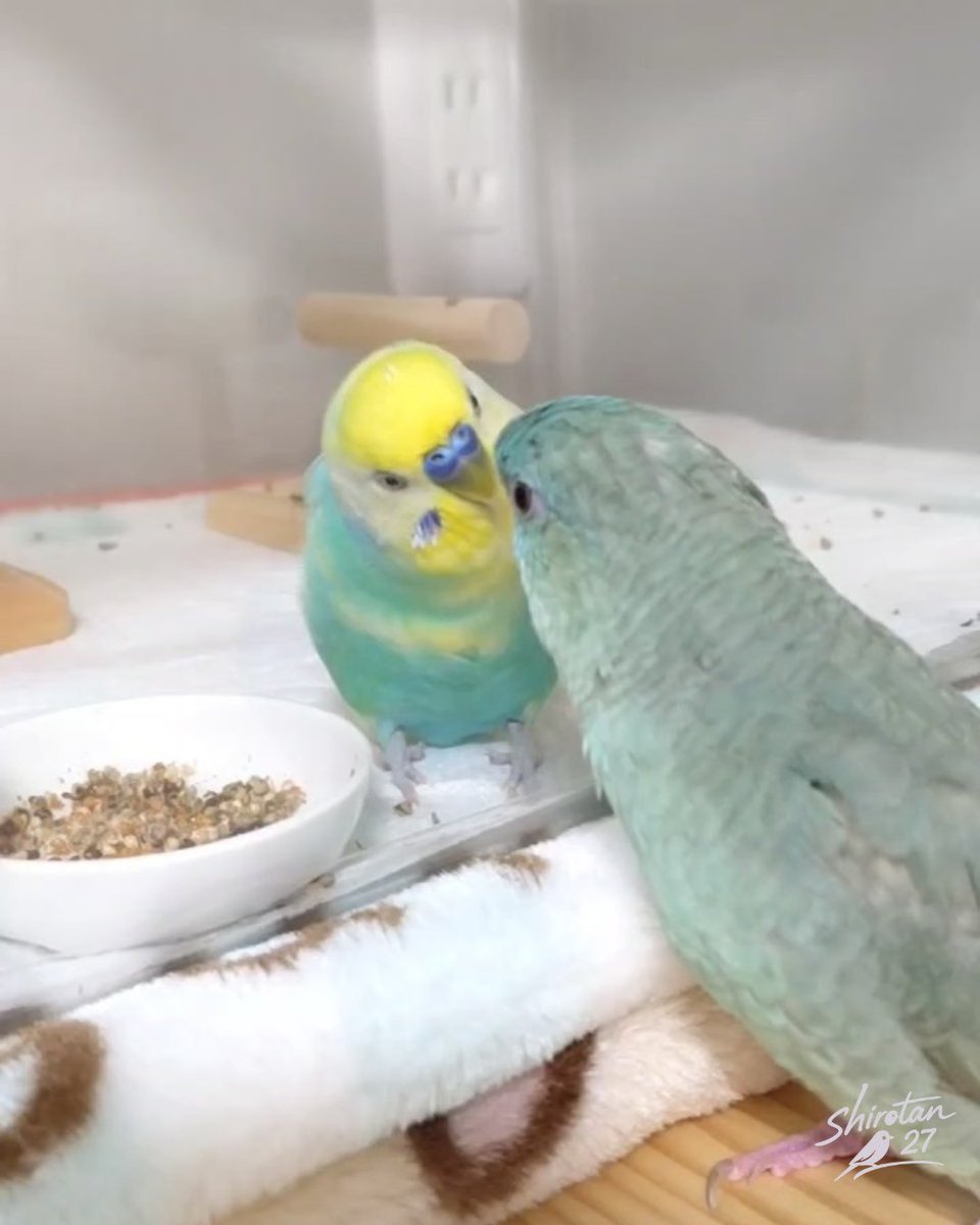 とっても仲良しのプリンちゃんとチルちゃん💕💕