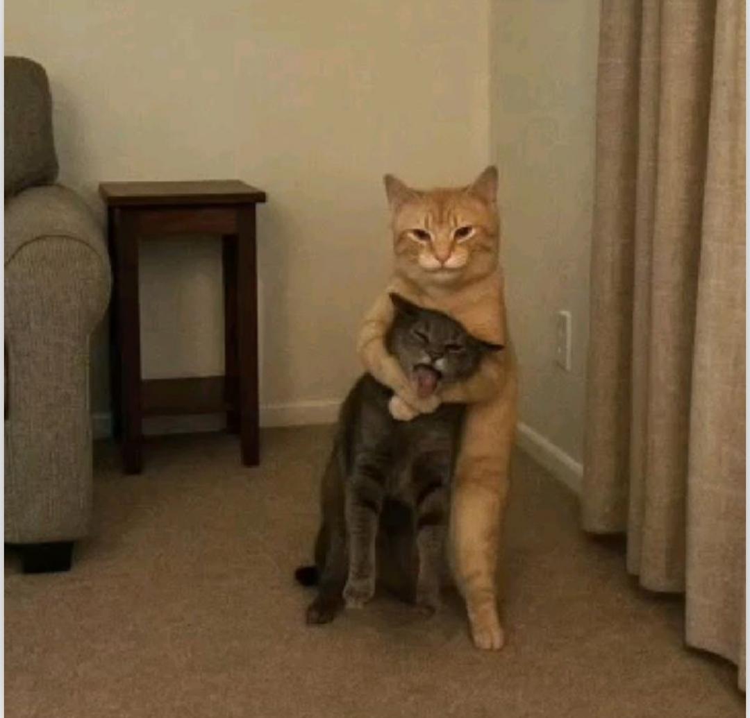 LastWeb3_hunter's tweet image. Other who came to farm without real intent: ( dark brown cat)

@LightLinkChain reminding them, Lightlink isn&apos;t just about $LL token but innovation, vision, real Definition of DEFI and DAO (Light brown cat)

#discoverpossible