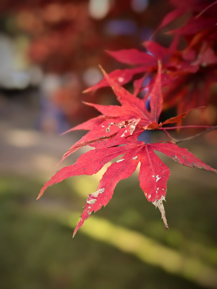 秋风萧瑟染枫叶；
暮色苍茫锁寒烟。