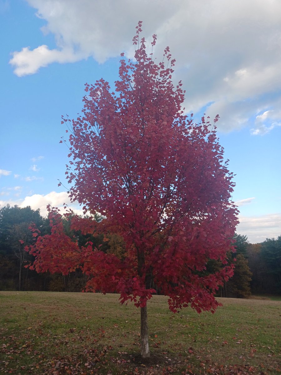John 1:12🙏💖🇺🇲

God blesses those who patiently endure testing and temptation. Afterward they will receive the crown of life that God has promised to those who love him.

November 1 
Fall Colors
💖