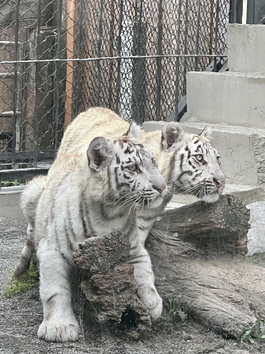 mikoページ Hatsune Miku Happy 16th Birthday ver. 1/7 Figure Good Smile